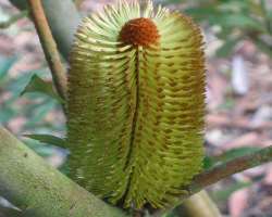 It has over 12000 different plants which gain the attention of the visitors.